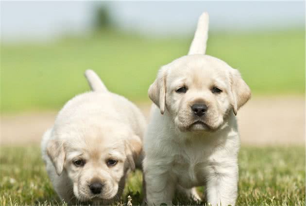 如何饲养拉布拉多犬，进行科学的喂养需要注意什么