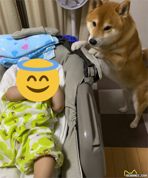 看了这些日本柴犬的萌照，网友：承包了一整天的好心情