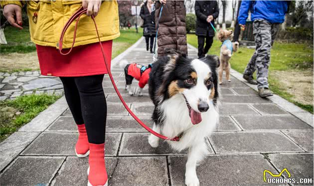 人不如狗：杭州一纯种犬配种一次收入近万，轻松赚狗粮钱