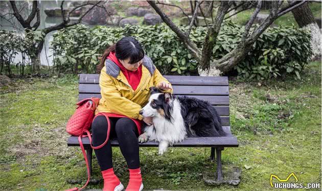 人不如狗：杭州一纯种犬配种一次收入近万，轻松赚狗粮钱