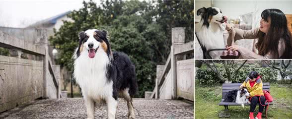 人不如狗：杭州一纯种犬配种一次收入近万，轻松赚狗粮钱