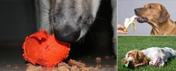 狗狗异食癖的危害有多大,作为主人的你有必要了解一下