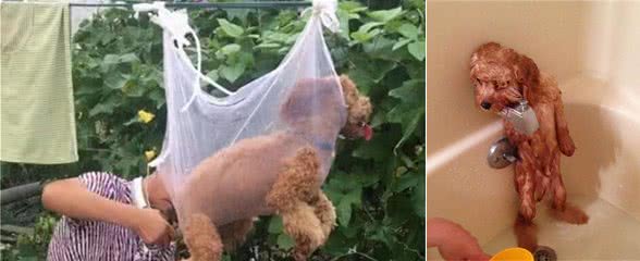 对“泰迪犬”上刑的几种行为，你有在做吗？