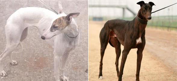 灵缇犬，犬中的法拉第，是全世界公认奔跑速度最快的猎犬