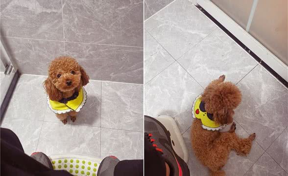 狗狗连上厕所都要跟着：你别想背着我偷吃