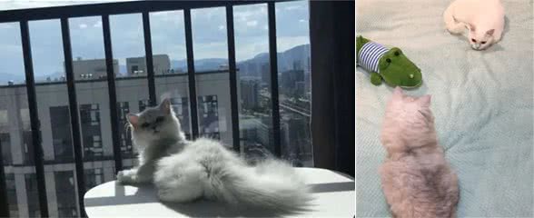 金吉拉暗恋对面小母猫，铲屎官大胆上门提亲：要不要认识一下？