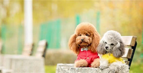 8个月的贵宾犬已经学会护食，离动口咬人已经不远了