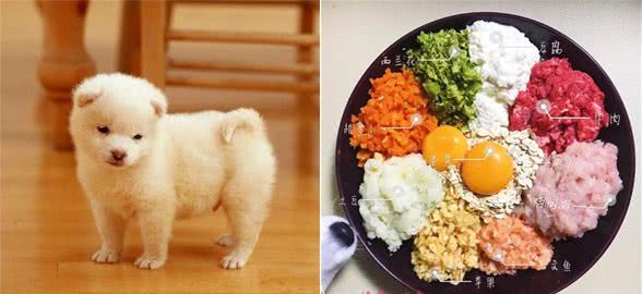 「纸上谈兵」宠物餐厅