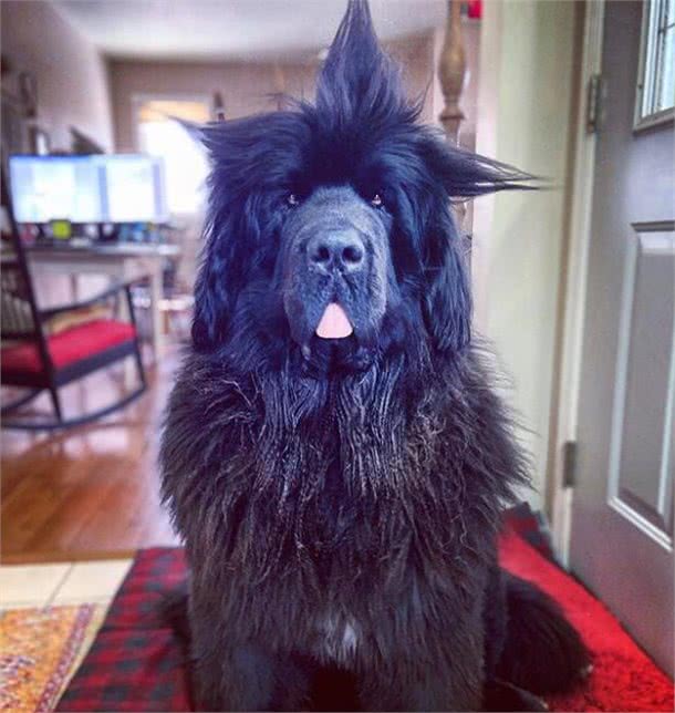 造型百变的狗狗,模仿得有模有样,有点怀疑狗主是托尼老师