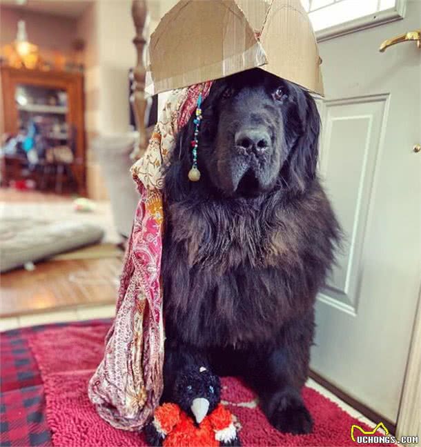 造型百变的狗狗,模仿得有模有样,有点怀疑狗主是托尼老师