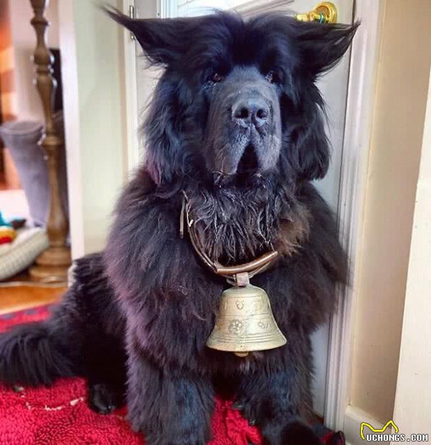 造型百变的狗狗,模仿得有模有样,有点怀疑狗主是托尼老师