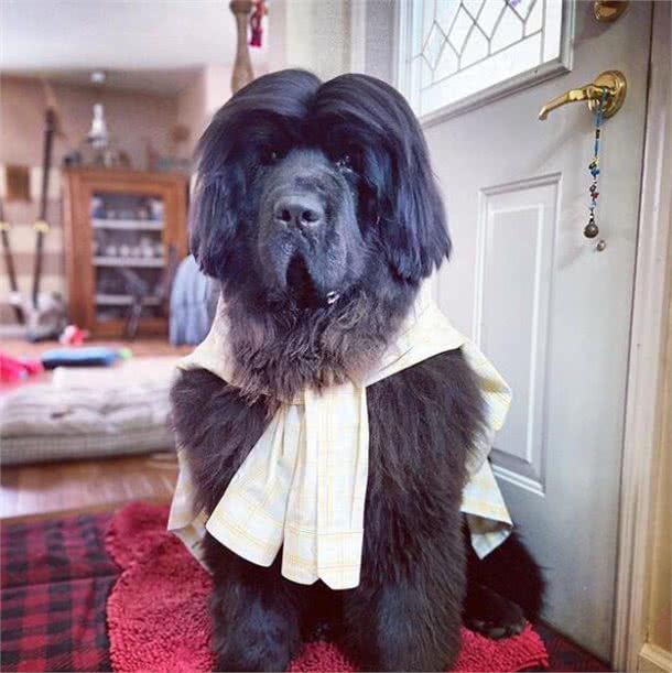 造型百变的狗狗,模仿得有模有样,有点怀疑狗主是托尼老师