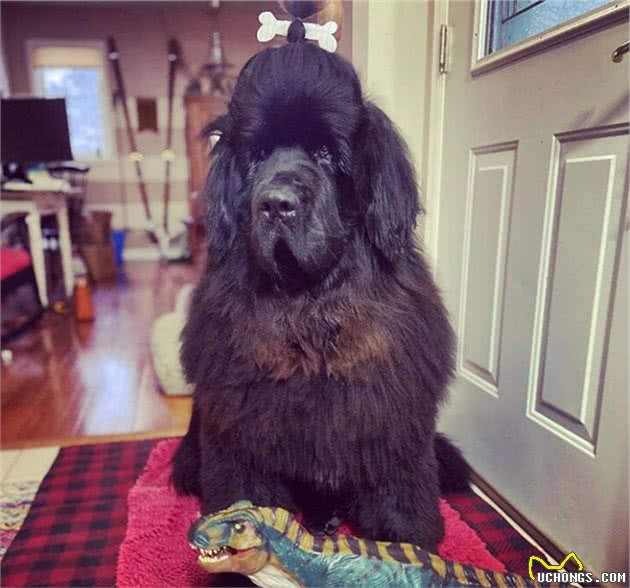 造型百变的狗狗,模仿得有模有样,有点怀疑狗主是托尼老师