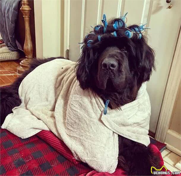 造型百变的狗狗,模仿得有模有样,有点怀疑狗主是托尼老师