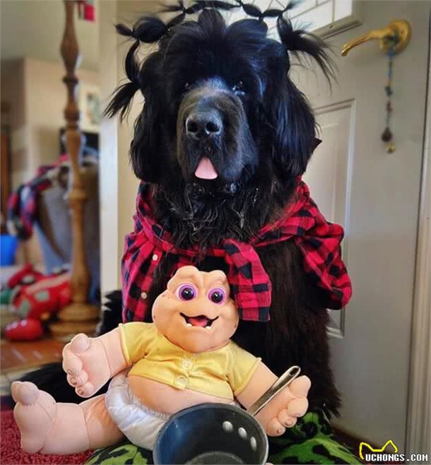 造型百变的狗狗,模仿得有模有样,有点怀疑狗主是托尼老师