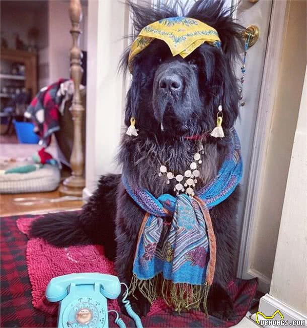 造型百变的狗狗,模仿得有模有样,有点怀疑狗主是托尼老师