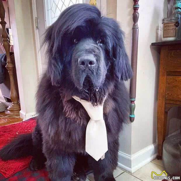 造型百变的狗狗,模仿得有模有样,有点怀疑狗主是托尼老师