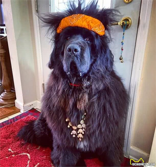 造型百变的狗狗,模仿得有模有样,有点怀疑狗主是托尼老师