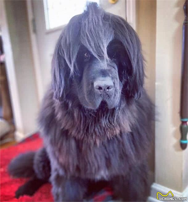 造型百变的狗狗,模仿得有模有样,有点怀疑狗主是托尼老师