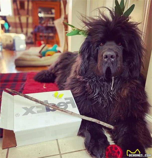 造型百变的狗狗,模仿得有模有样,有点怀疑狗主是托尼老师