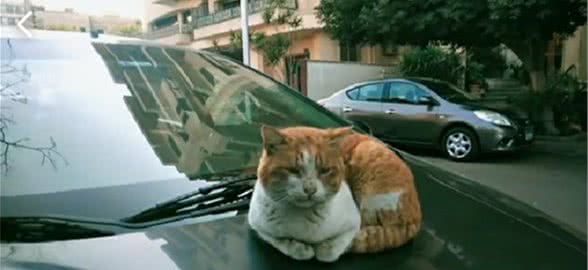猫是埃及的另一道风景线，这里的猫有吃有喝过的真幸福