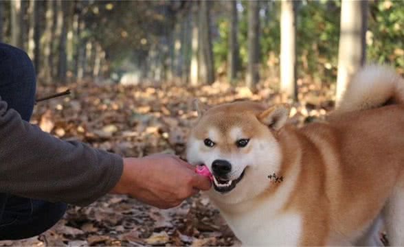 史上挑柴犬大全：教你避雷串串柴