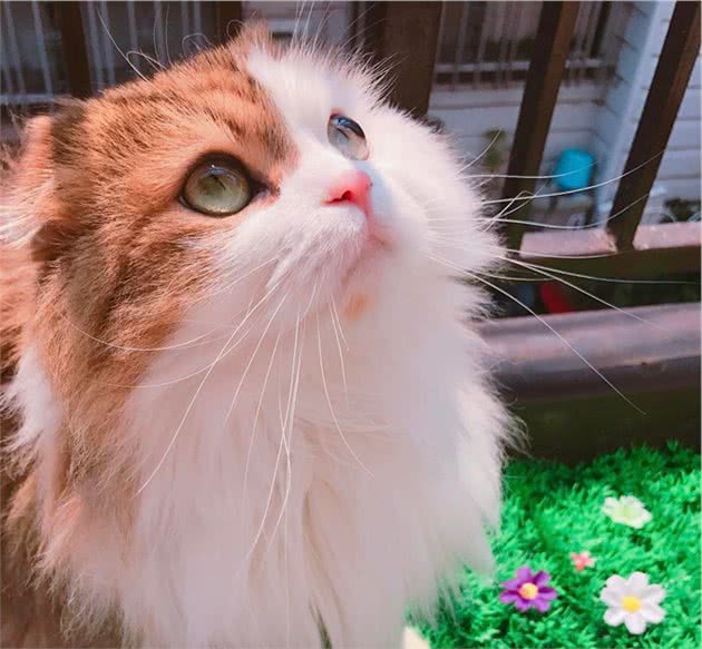 有一身飘逸好看毛发的长毛喵星人是什么品种的猫猫呢？