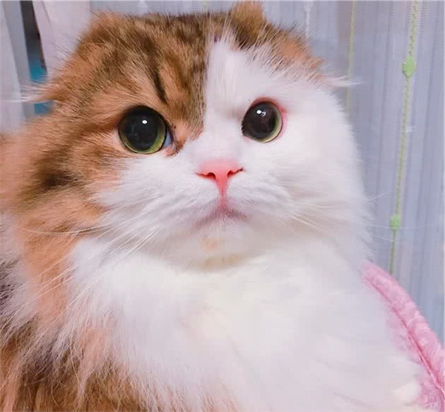 有一身飘逸好看毛发的长毛喵星人是什么品种的猫猫呢？