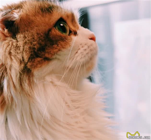 有一身飘逸好看毛发的长毛喵星人是什么品种的猫猫呢？