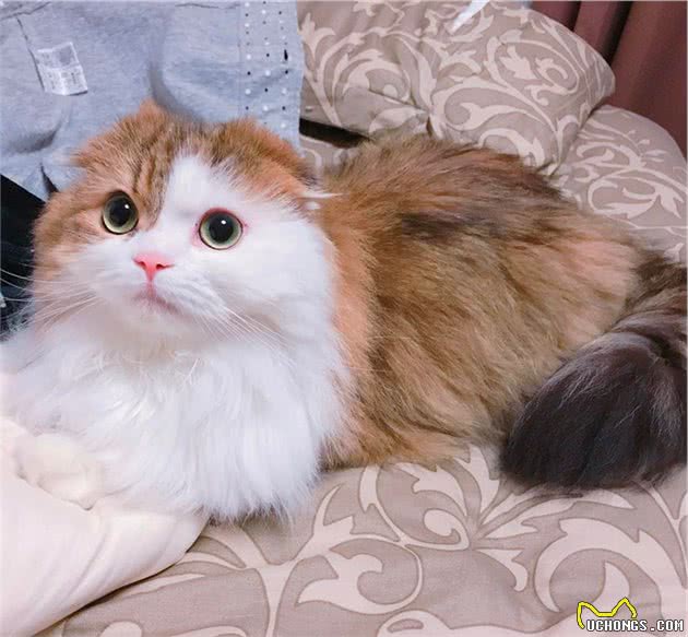 有一身飘逸好看毛发的长毛喵星人是什么品种的猫猫呢？