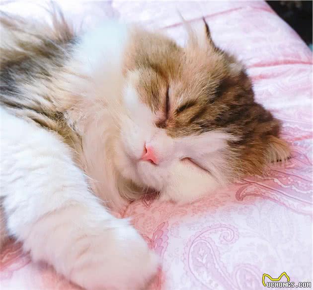 有一身飘逸好看毛发的长毛喵星人是什么品种的猫猫呢？