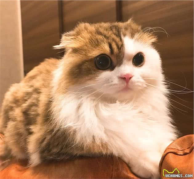 有一身飘逸好看毛发的长毛喵星人是什么品种的猫猫呢？