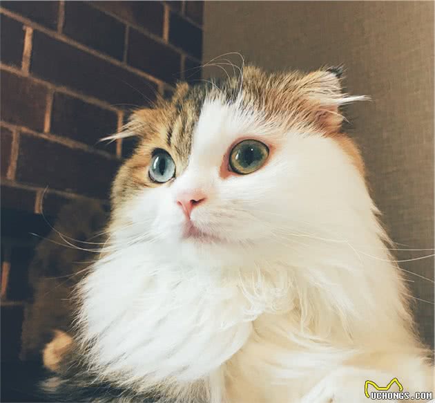 有一身飘逸好看毛发的长毛喵星人是什么品种的猫猫呢？