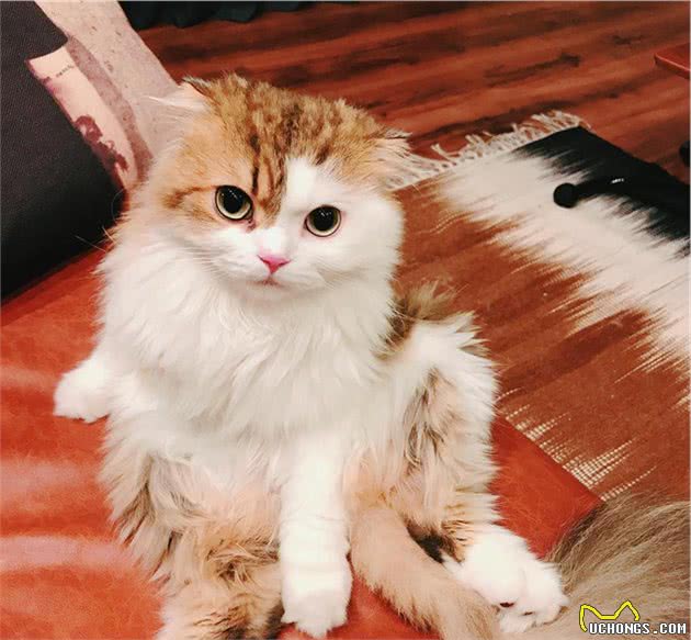 有一身飘逸好看毛发的长毛喵星人是什么品种的猫猫呢？