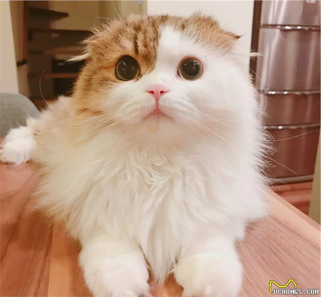 有一身飘逸好看毛发的长毛喵星人是什么品种的猫猫呢？