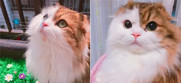 有一身飘逸漂亮毛发的长毛喵星人是什么品种的猫咪呢？