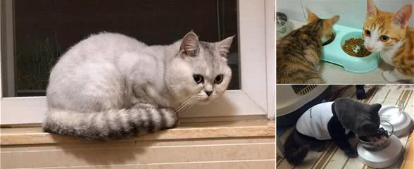 干猫粮吃多了易缺水，对不爱喝水的猫咪，干湿粮混合喂食才是良选