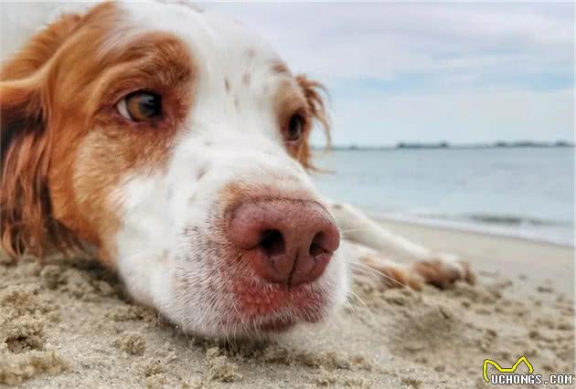 心脏病：狗狗三大杀手之一，心脏病与犬种的关系，用药时机很关键