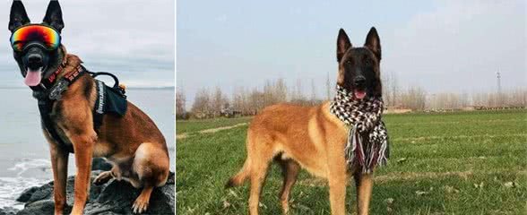 5个理由不养马犬，看完你还会养吗？