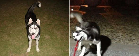 夜晚草丛遛狗,狗子送“大礼”给主人,主人气的扬言要“炖狗”