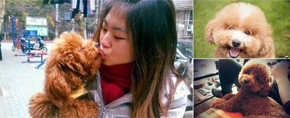 如果你家贵宾犬有这些举动，说明爱惨你了，你都体验过吗？