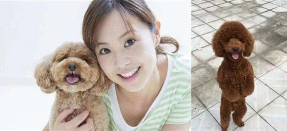 泰迪犬做这5个动作，是想讨好你，建议你抱抱它