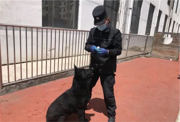 特警支队直属警犬中队组织开展警犬疾病预防工作