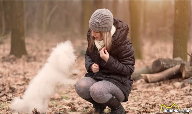 “棉花糖”比熊犬这么可爱，为什么一些人选择不养？