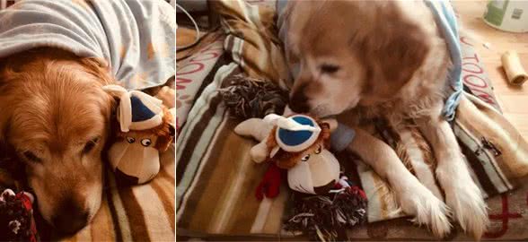 狗和人一样，老了也需要陪伴！