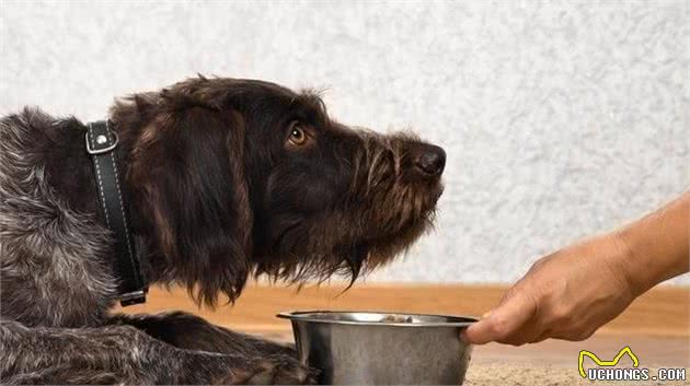 狗狗护食怕你跟它抢食，更多是主人总做这些事！4招纠正狗狗护食