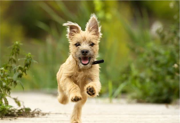 犬瘟虽可怕，但是做好这几点也就如此，快来学习一下吧！