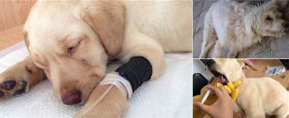 犬瘟热初期症状以及预防方法