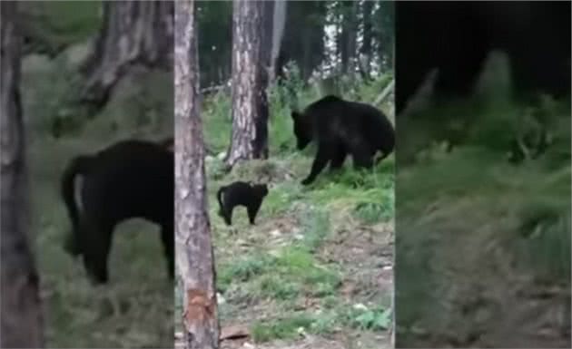 不愧是战斗民族！俄罗斯小猫咪击退大黑熊，遇到熊装死有用吗？