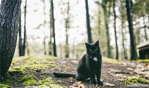 不愧是战斗民族！俄罗斯小猫咪击退大黑熊，遇到熊装死有用吗？